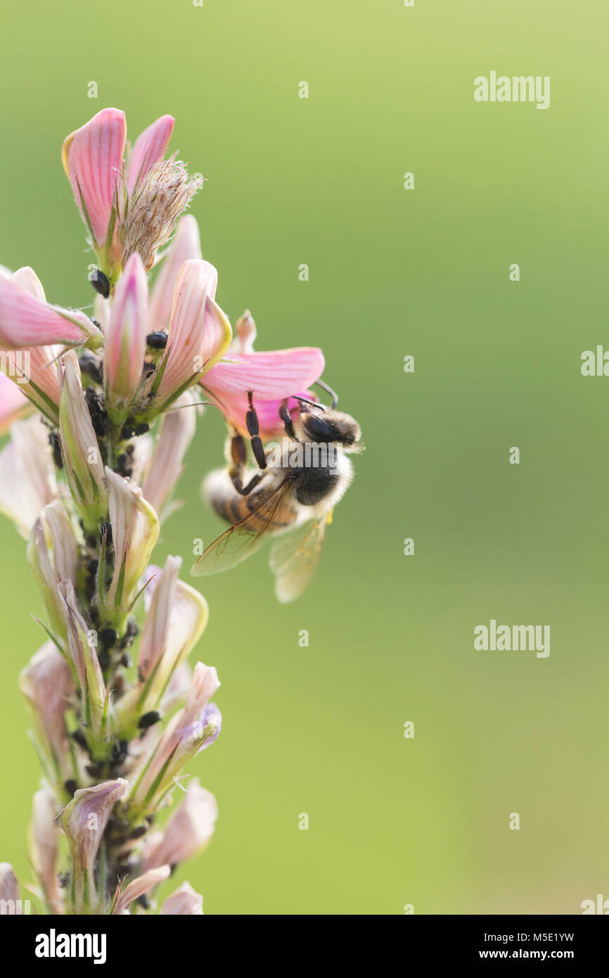 je-photographie-une-abeille-sur-le-terrain-banque-de-photographies-et-d