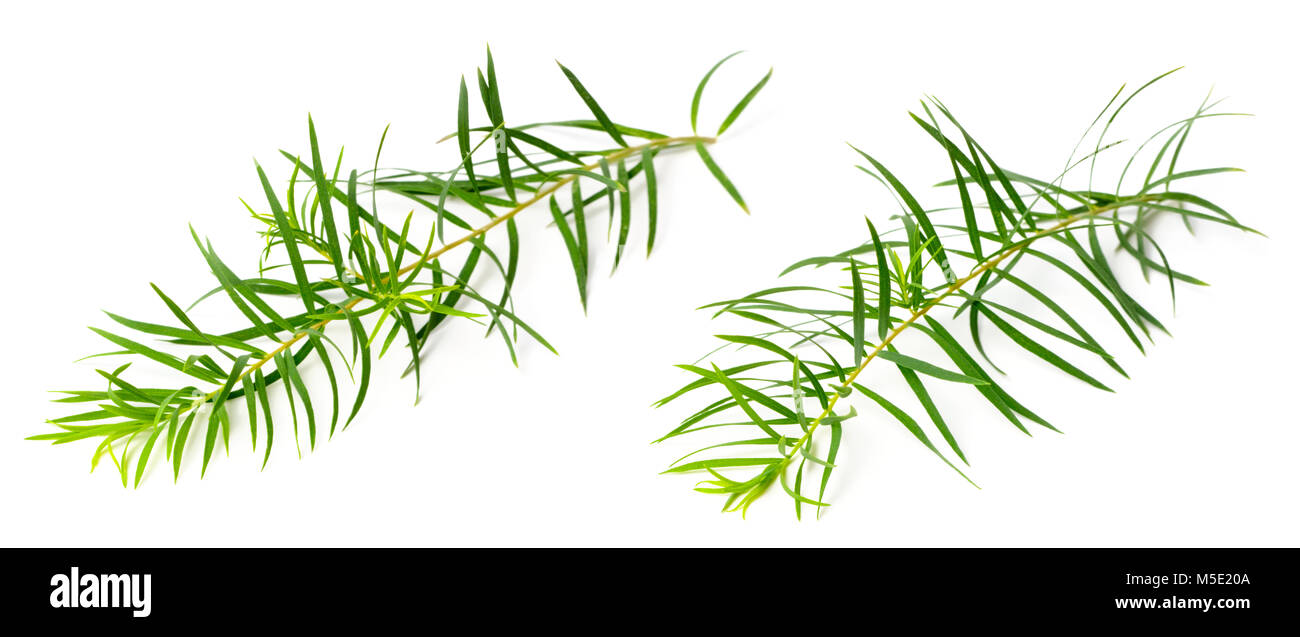 Les feuilles d'arbre de thé frais isolé sur fond blanc Banque D'Images