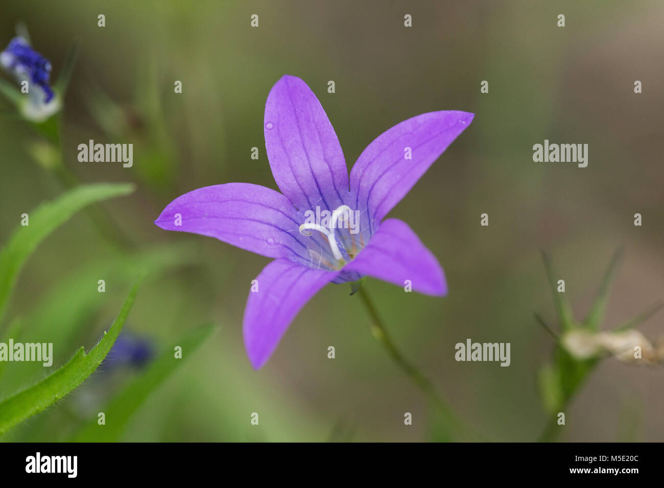 Arrière-plan, belle, Bell, bleu, couleur, coloré, fleur, herbe, vert, macro, nature, photo, usine, pourpre, pluie, printemps, été, l'eau, blanc Banque D'Images