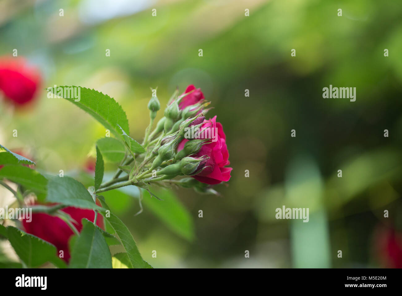 Romance, pétale, romantique, saint valentin, plante, l'amour, beau, beauté, fleur, nature, rose, rose fleurs, fleurs rose, rouge, étamines, flou, cireur Banque D'Images