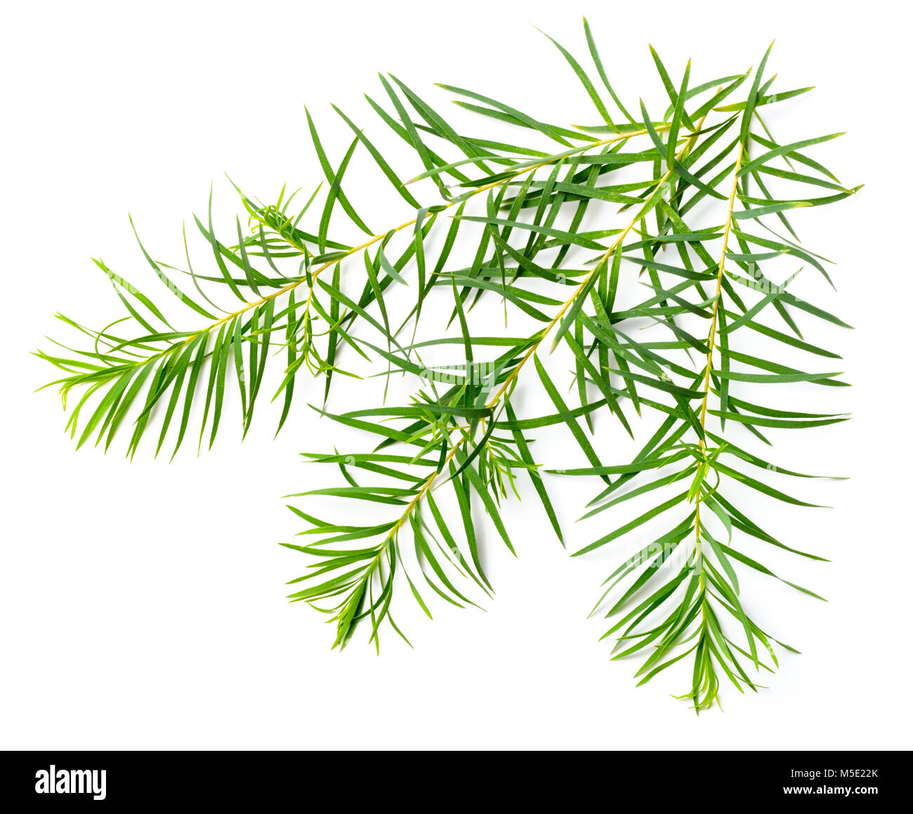 Les feuilles d'arbre de thé frais isolé sur fond blanc Banque D'Images