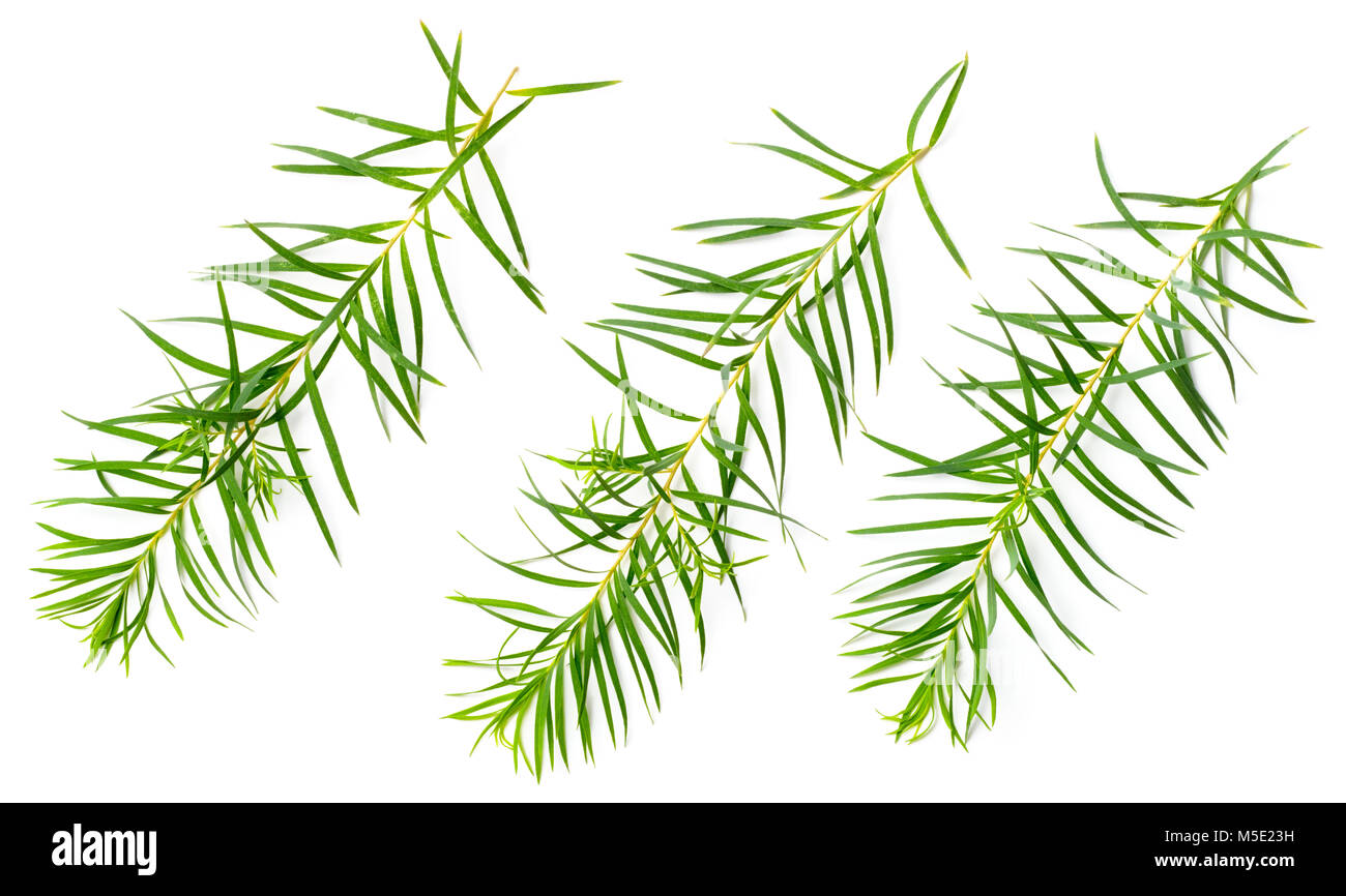 Les feuilles d'arbre de thé frais isolé sur fond blanc Banque D'Images