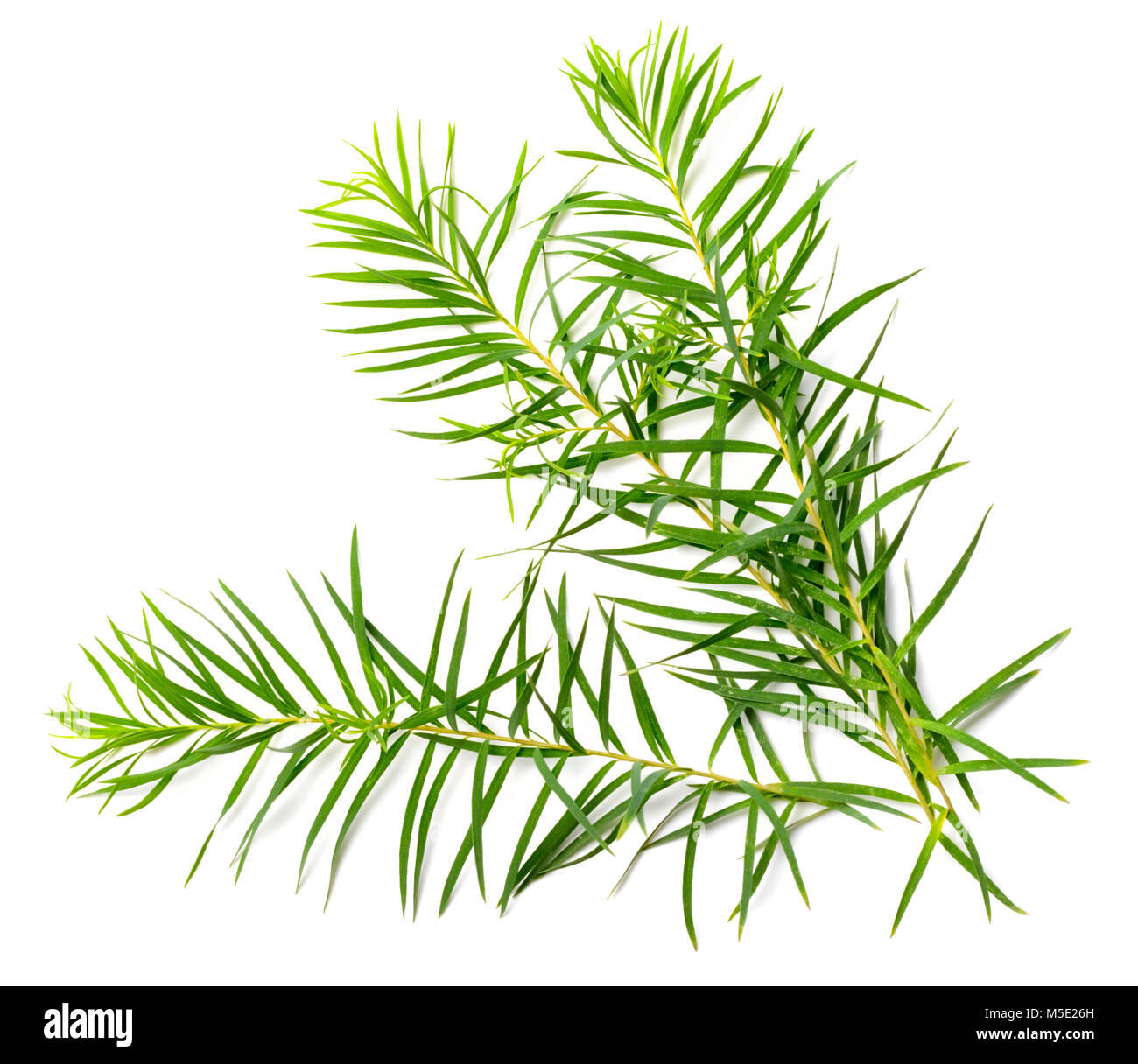 Les feuilles d'arbre de thé frais isolé sur fond blanc Banque D'Images