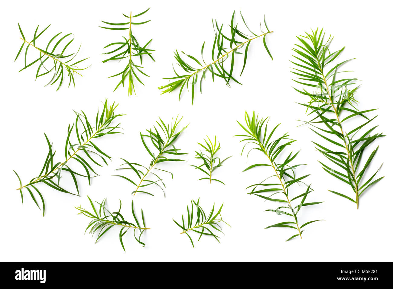 Les feuilles d'arbre de thé frais isolé sur fond blanc Banque D'Images