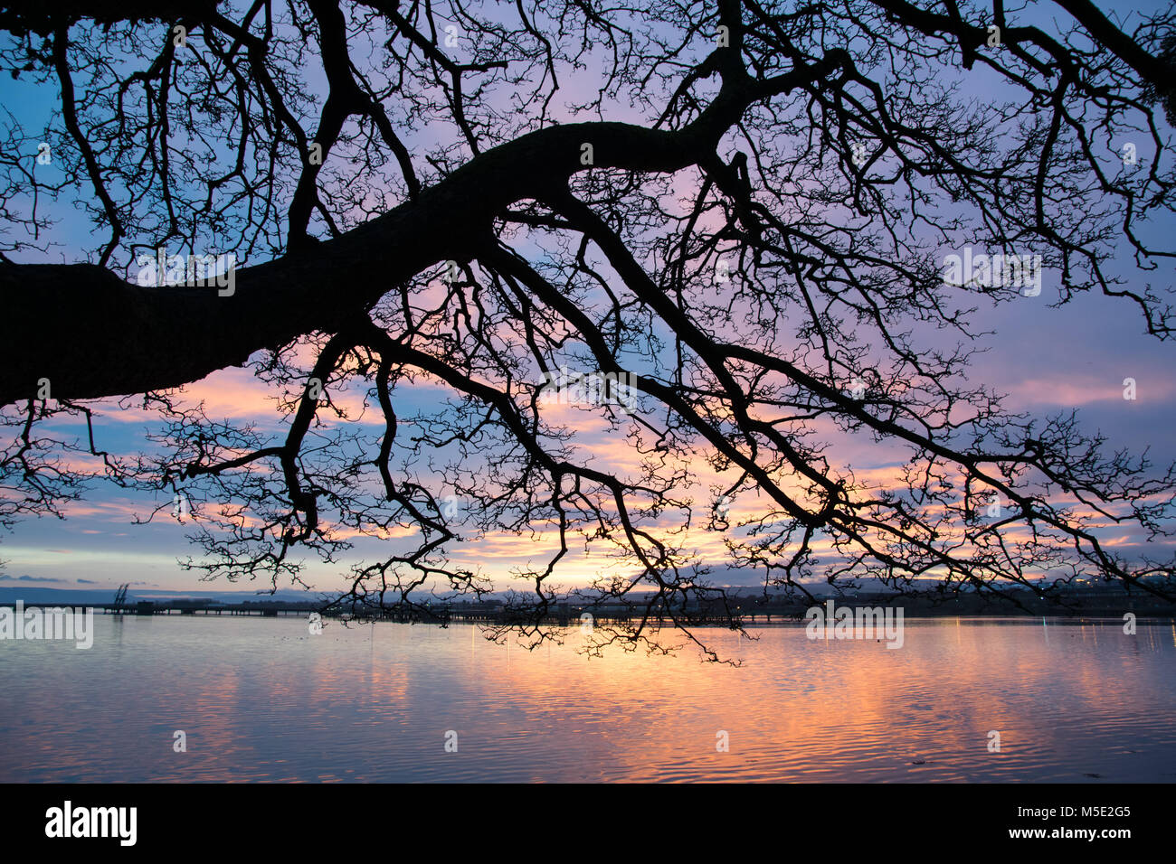 Silhouette d'un arbre au lever du soleil avec la rivière Foyle dans l'arrière-plan avec la réflexion sur le lever du soleil. Banque D'Images