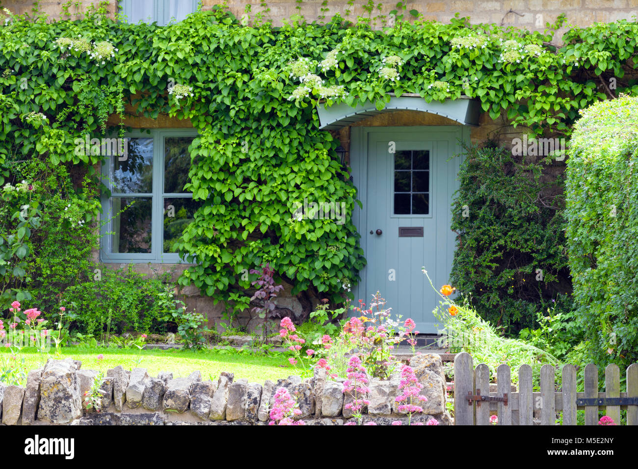 Bleu pastel, portes en bois dans une vieille maison en pierre de chaux traditionnel anglais entouré de lierre grimpant à fleurs plantes d'été, . Banque D'Images