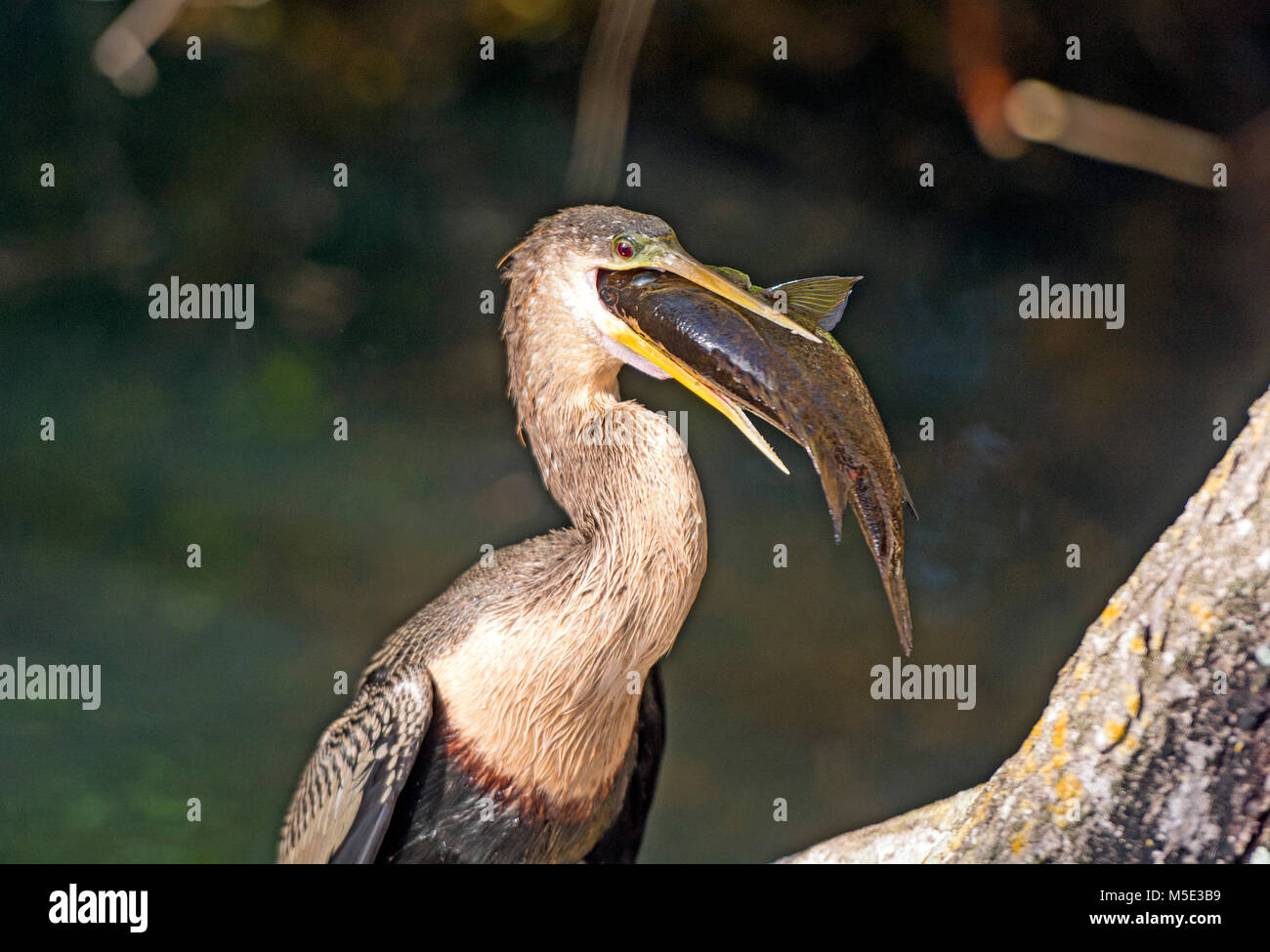 Anhinga femelle de manger un poisson dans les Everglades en Floride Banque D'Images