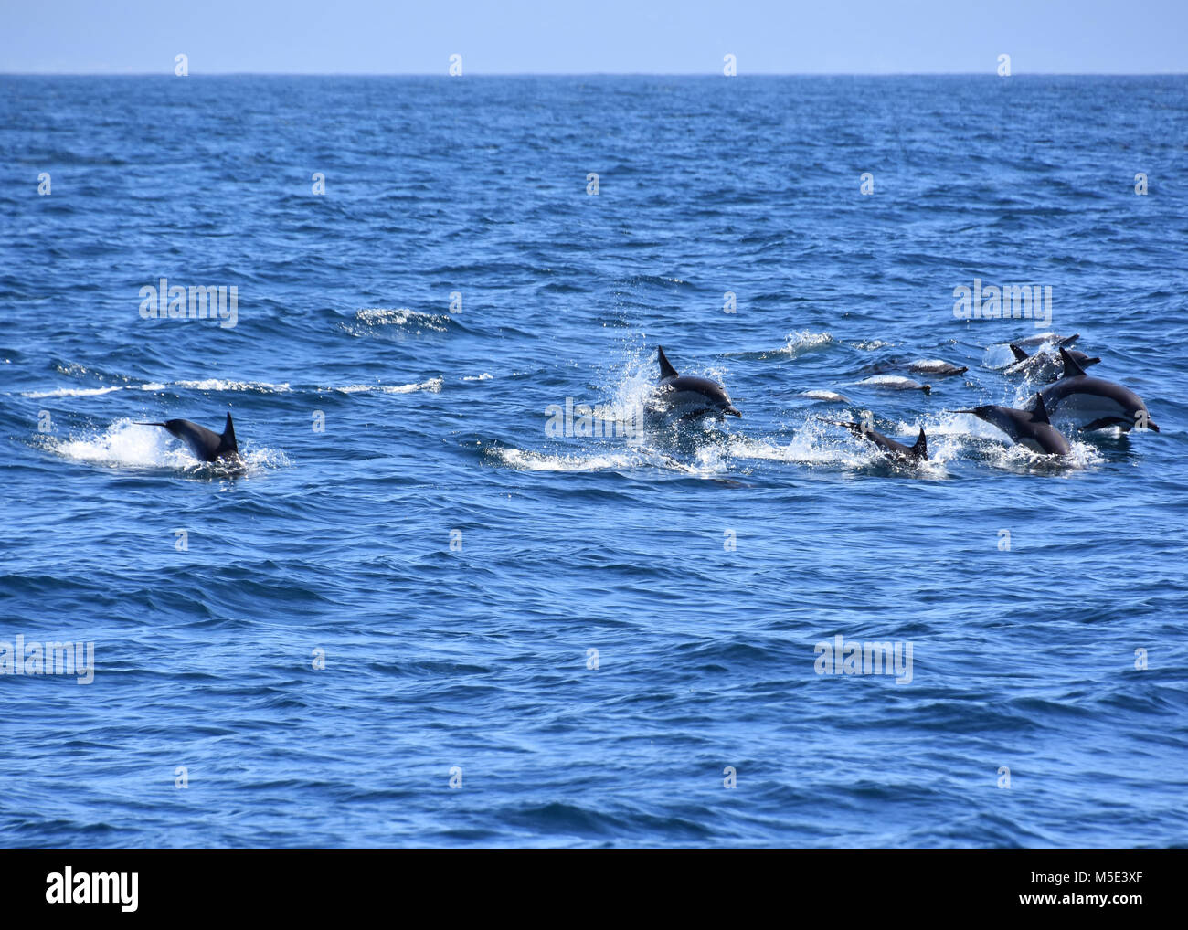 Des dauphins communs dans l'Océan Indien près de Plettenberg Bay Robberg près du sur la Garden Route en Afrique du Sud Banque D'Images