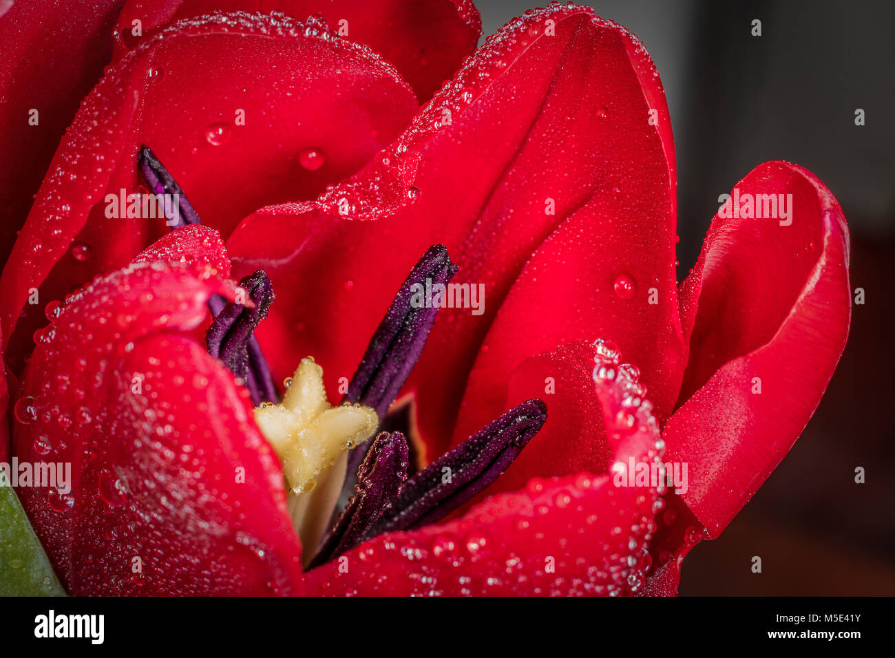 Une macro close up shot d'une tulipe Banque D'Images