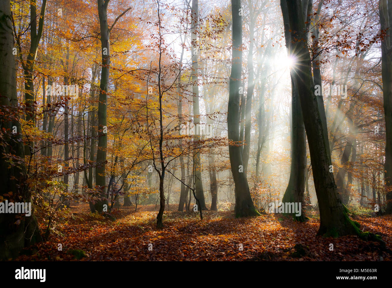 Du soleil dans une forêt de hêtres, Misty atmosphérique golden lumière du matin à travers les arbres sur une journée d'octobre à l'automne, l'Allemagne, l'Europe, Siebengebirge Banque D'Images