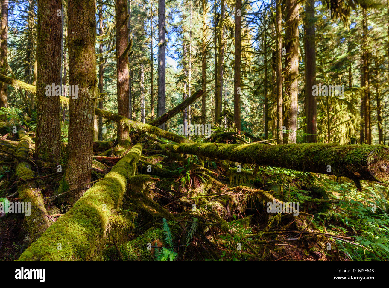 Forêt subtropicale avec un brise-vent et des arbres tombés, couvert de mousse verte, des fougères et autres plantes sur une claire journée d'été Banque D'Images