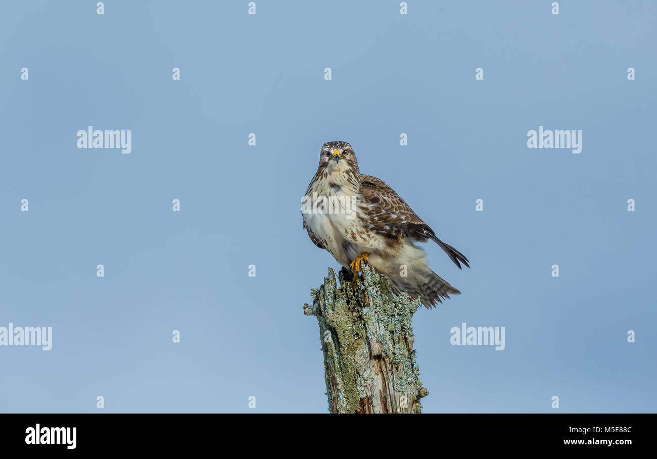 Assis sur un Buzzard couverts de lichen vert old post contre un ciel bleu pâle sur l'Isle of Mull, Argyll, Scotland, UK Banque D'Images