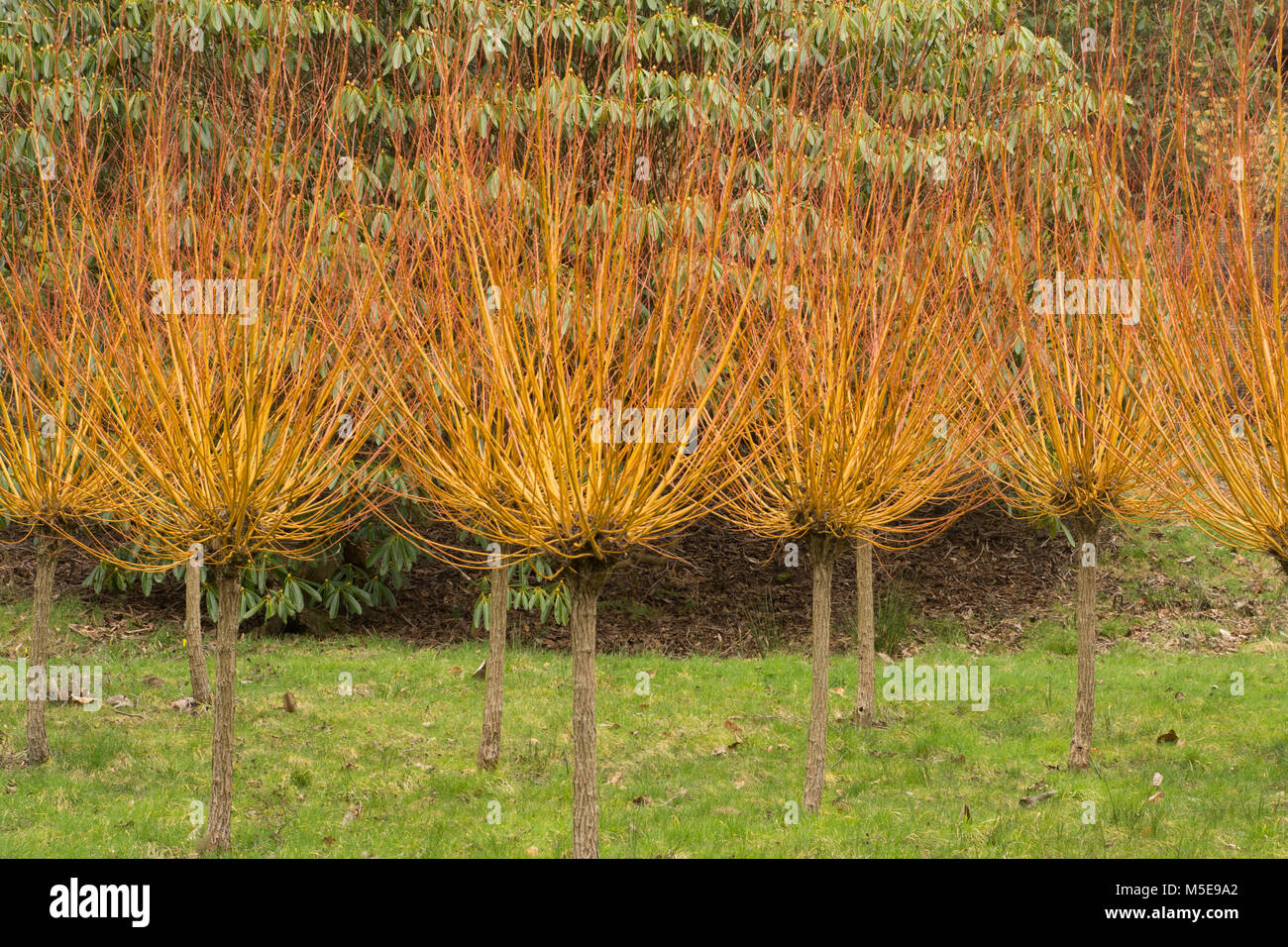 Golden saule (Salix alba Vitellina var yelverton) en hiver à la Valley Gardens, Virginia Water, Surrey, UK Banque D'Images