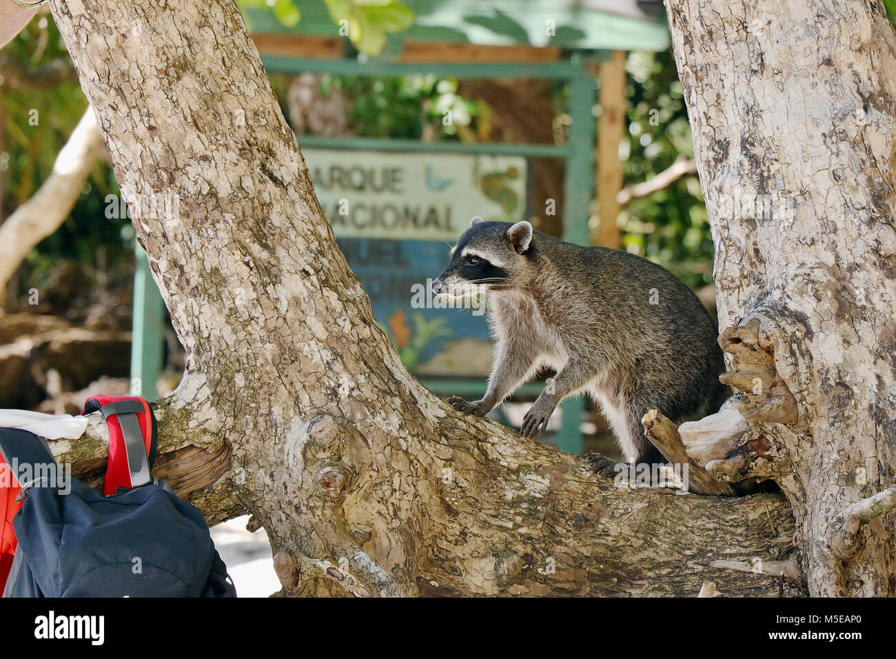 Crabe sauvage-manger raton laveur (Procyon) cankrivorus essayant de voler un sac dans le Manuel Antonio National Park, province de Puntarenas du sud du Costa Rica. Banque D'Images