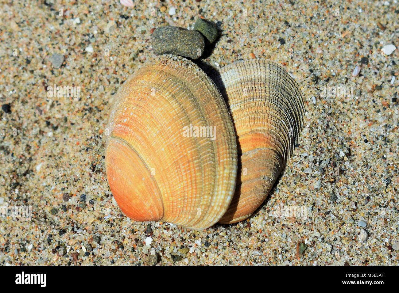 Orange deux coquillages dans le sable à l'État Ventura Beach, Californie Banque D'Images