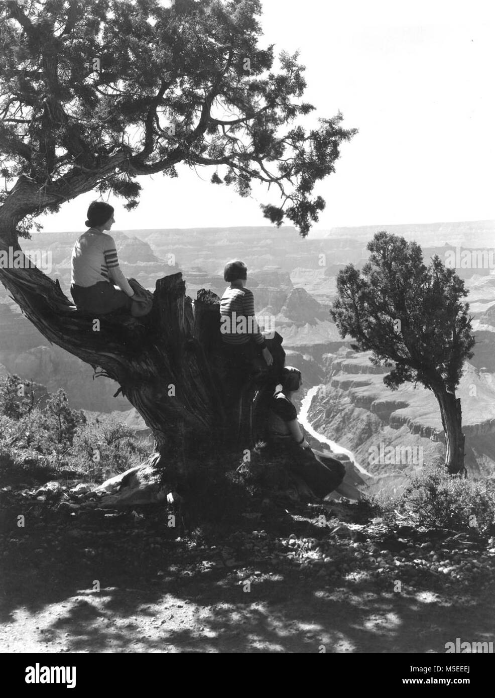 Grand Canyon Mohave Point VUE VERTICALE À TRAVERS LES ARBRES VERS LE BAS, JUNIPER CANYON DE PRÈS DE MOJAVE POINT LE LONG DE LA ROUTE OU RIM ERMITE W RIM DRIVE. Trois femmes ASSIS DANS L'arbre. 20 juin 1930. , L'OCTROI. Banque D'Images