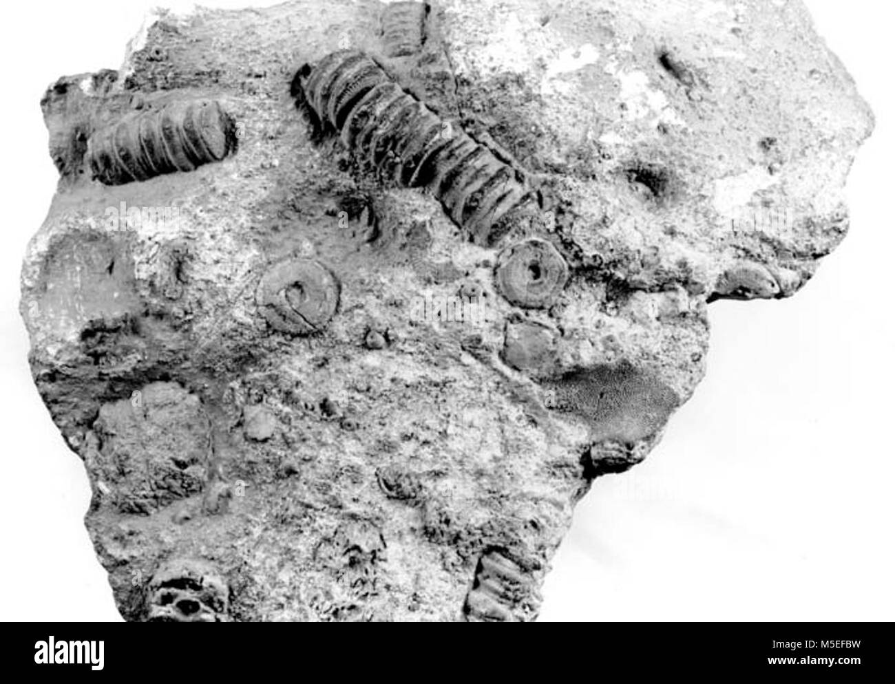Grand Canyon crinoïde crinoïde fossile fossile. Un animal marin, FLOWERLIKE, ancrée par un pédoncule. GRCA 14466. 26 MAR 1993. QUINN, . Banque D'Images