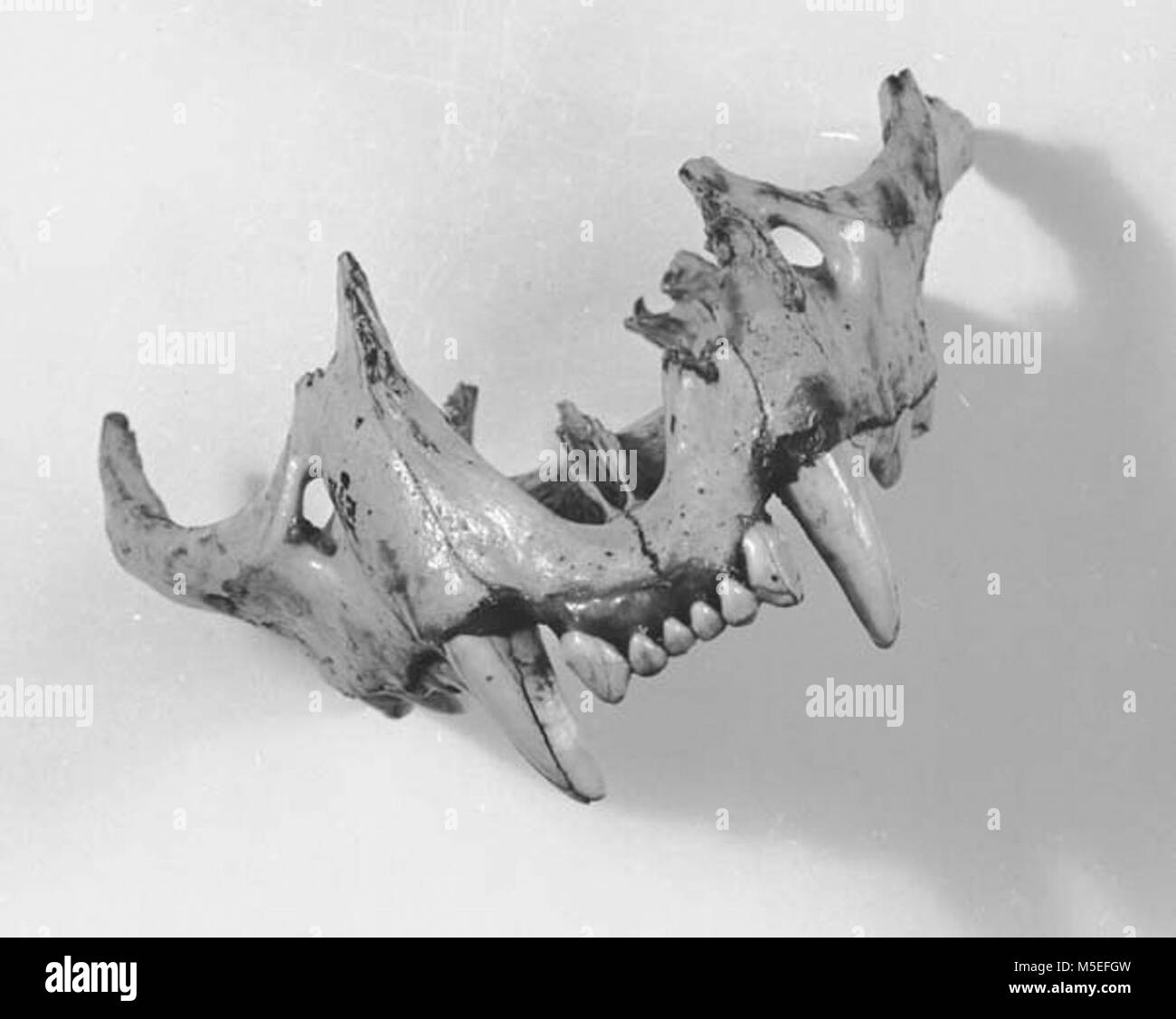Grand Canyon Mountain Lion mors supérieur de mountain lion recueillis dans la grotte de rempart. Oct 1936. . Banque D'Images