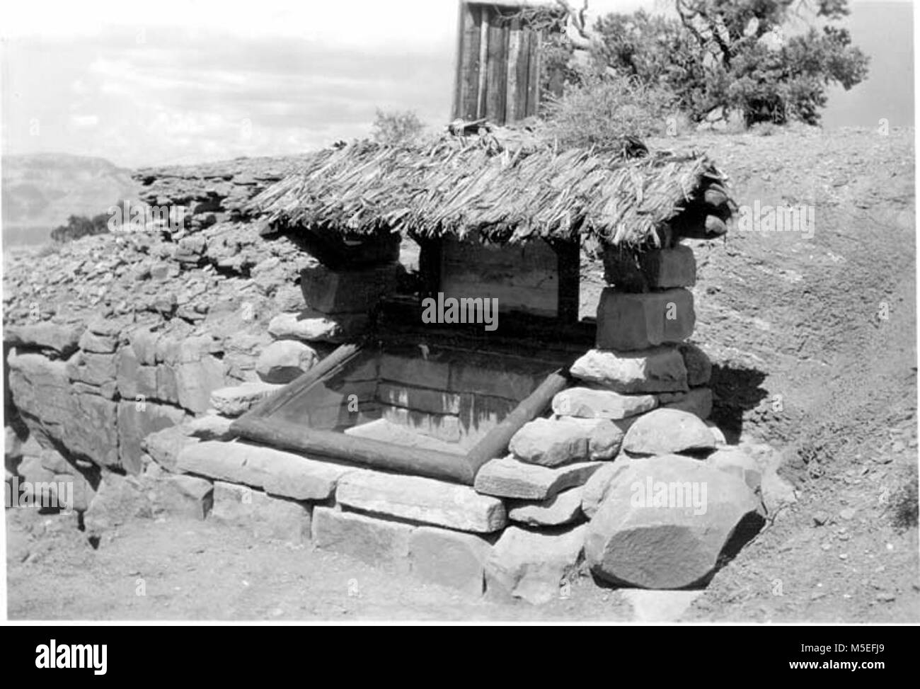 Un Grand Canyon fougère fossile Pièce VUE DE FACE : SCHISTE HERMIT fougère fossile la pièce avec toit de chaume à l'ORIGINE SUR LE S DE CEDAR RIDGE TRAIL KAIBAB. 13 SEP 1937. . Banque D'Images