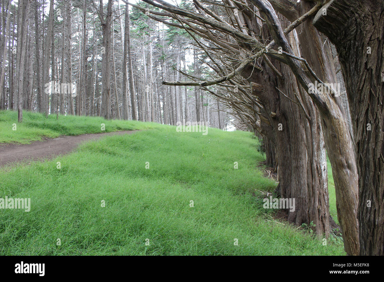 Half moon bay forest, Californie. Banque D'Images