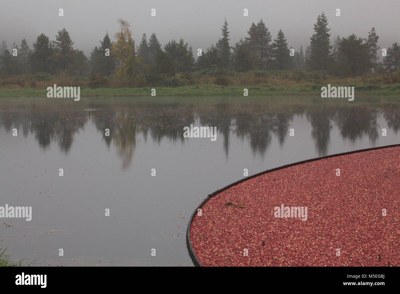 La récolte de la canneberge Banque D'Images