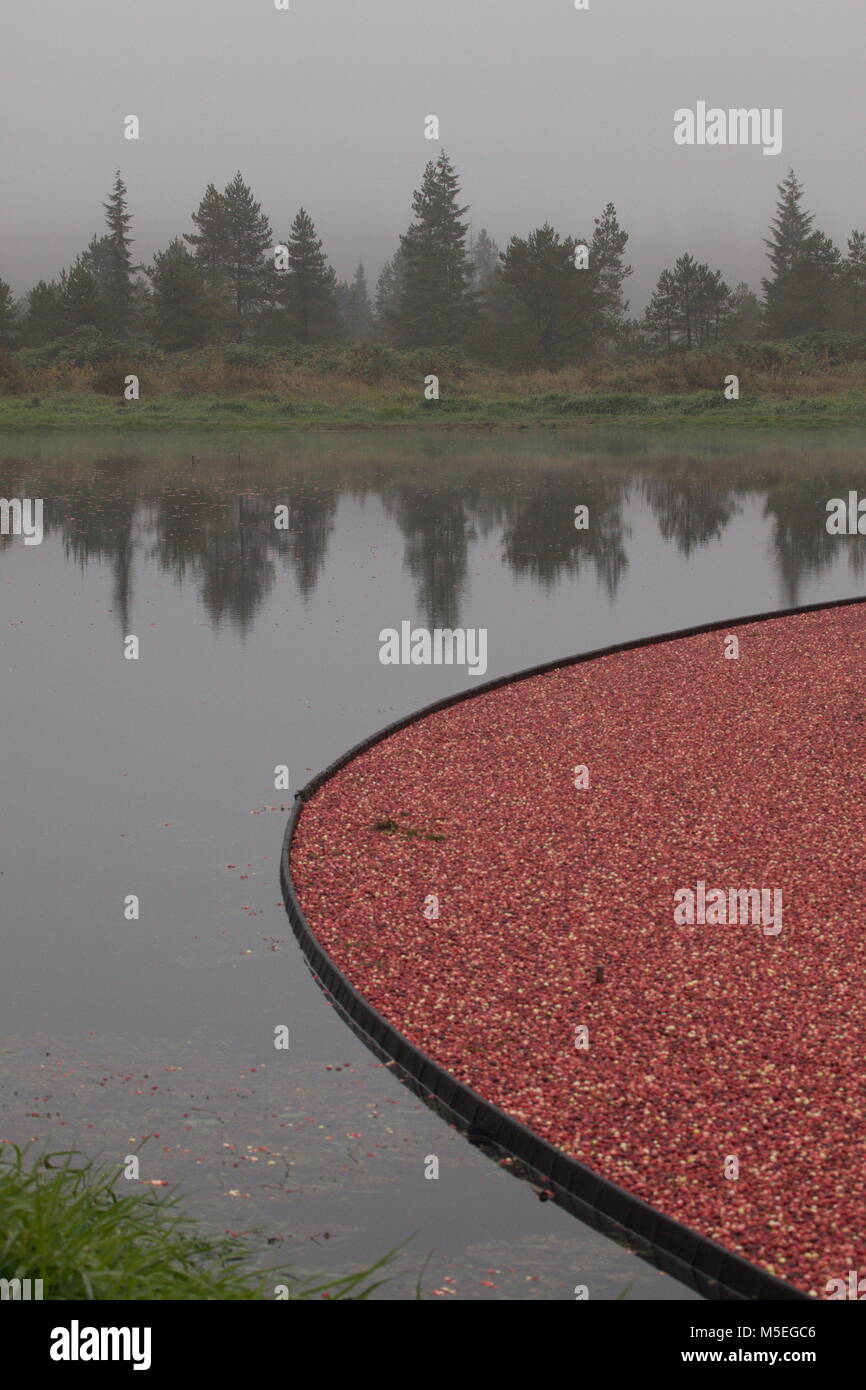 La récolte de la canneberge Banque D'Images