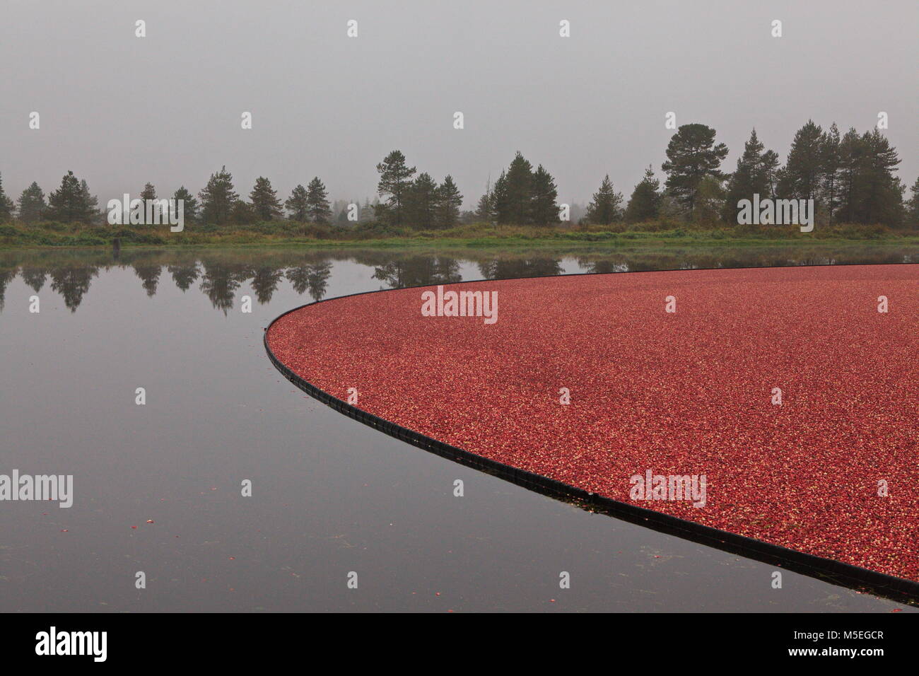 La récolte de la canneberge Banque D'Images