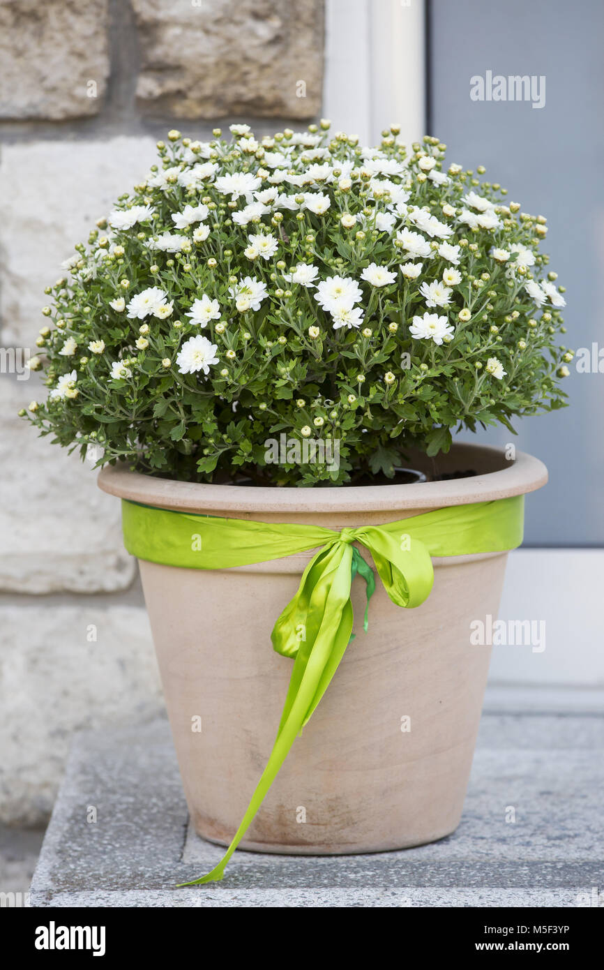 Pot de chrysanthèmes à fleurs blanches à l'extérieur pour la décoration en  automne et au début de l'hiver dans un cache-pot brun avec une bande verte  Photo Stock - Alamy