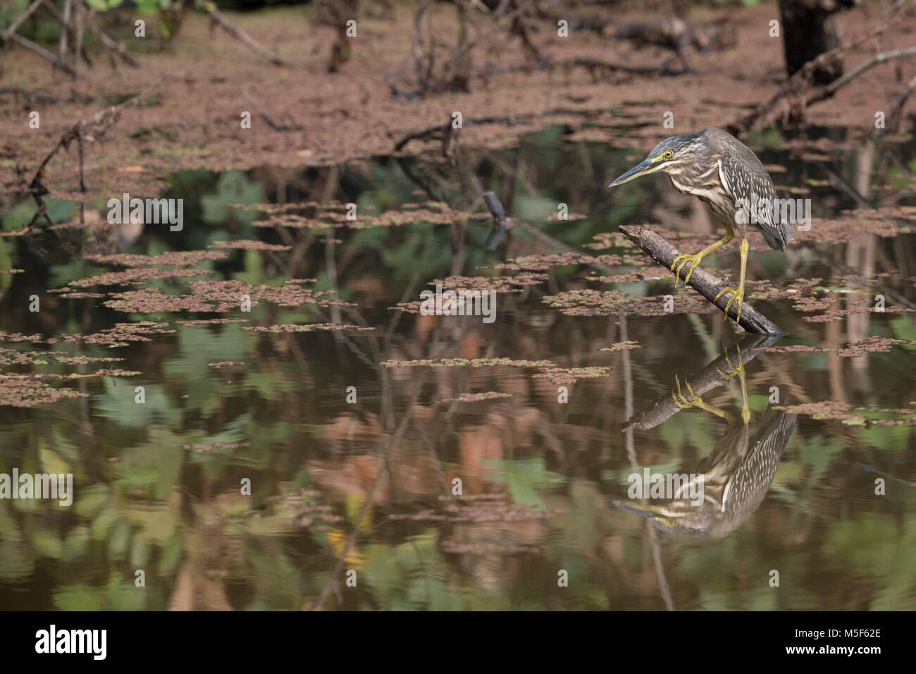 Héron juvénile (Butorides striata) aussi connu que les mangroves, Heron heron petit vert ou heron, est un petit héron, environ 44 cm de hauteur. Banque D'Images
