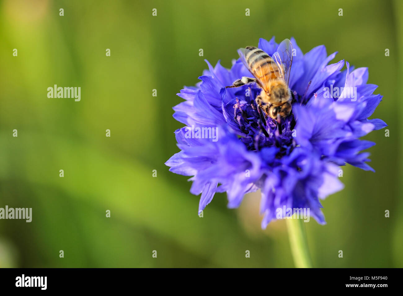 Abeille sur fleur violette avec green blossom background Banque D'Images