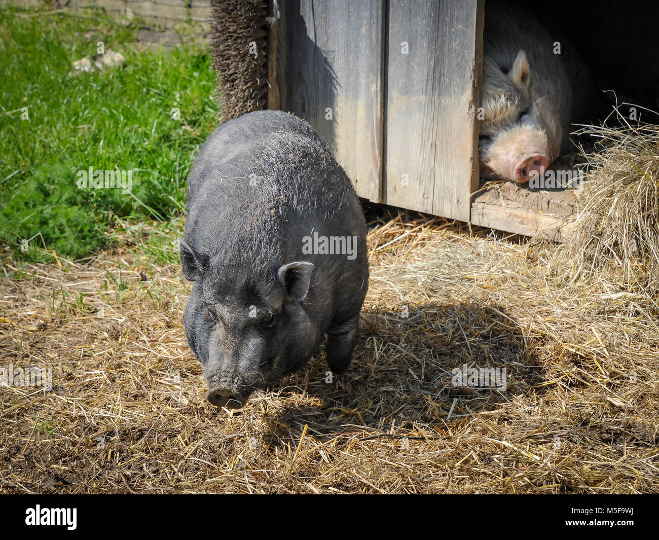 Deux pot bellied vietnamiens porcs (Sus scrofa domestica. f) à la ferme Banque D'Images