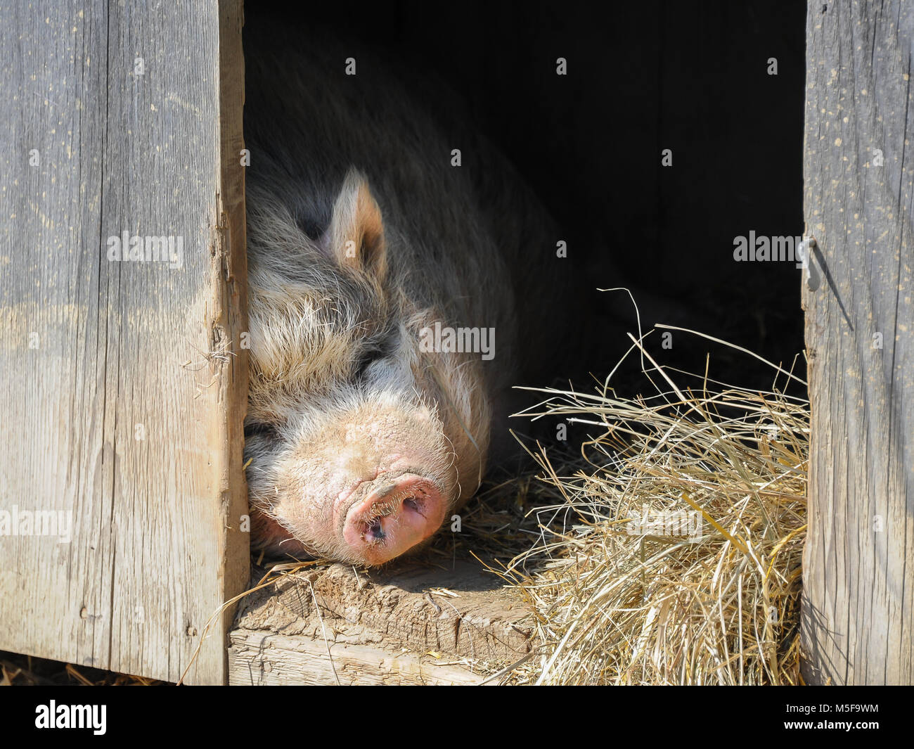 Un pot bellied vietnamien Porc (Sus scrofa domestica. f) à la ferme Banque D'Images