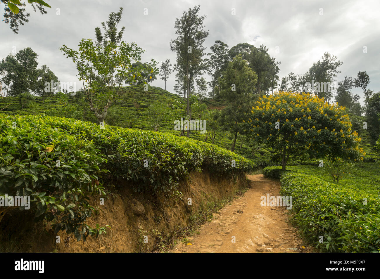 L'Asie, Sri Lanka, Ella, Hill Country, plantation de thé Banque D'Images