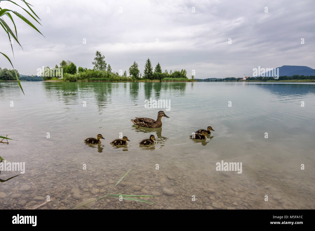 Une famille de canards sur le lac de forggen idyllique Banque D'Images