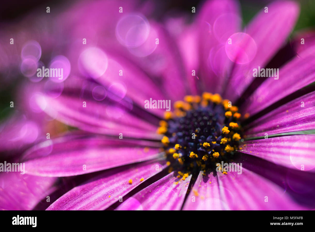 Les fleurs du printemps avec un joli effet de flou Banque D'Images