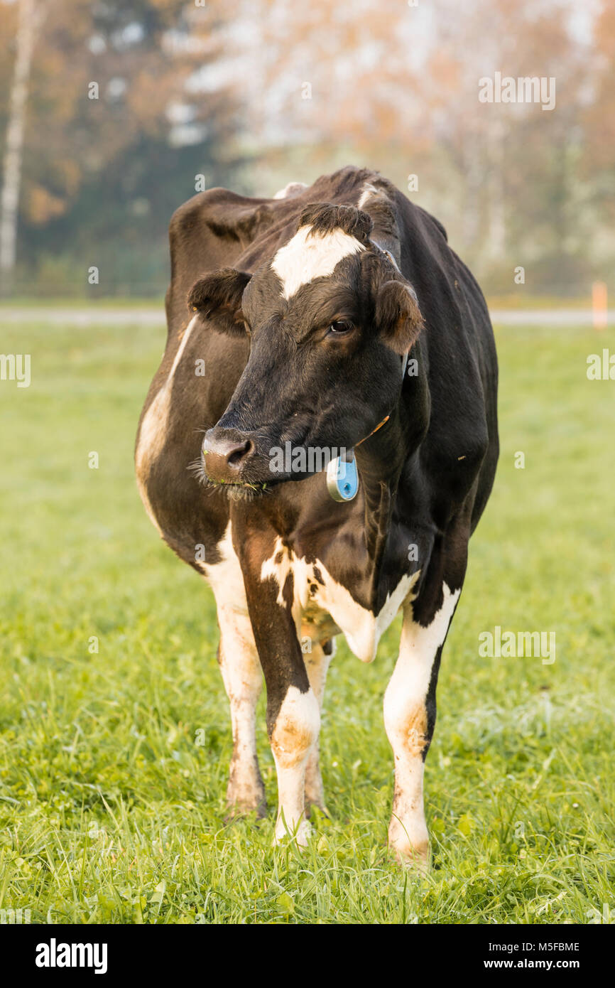 La vache Holstein noir se dresse dans un pré en Suisse Banque D'Images