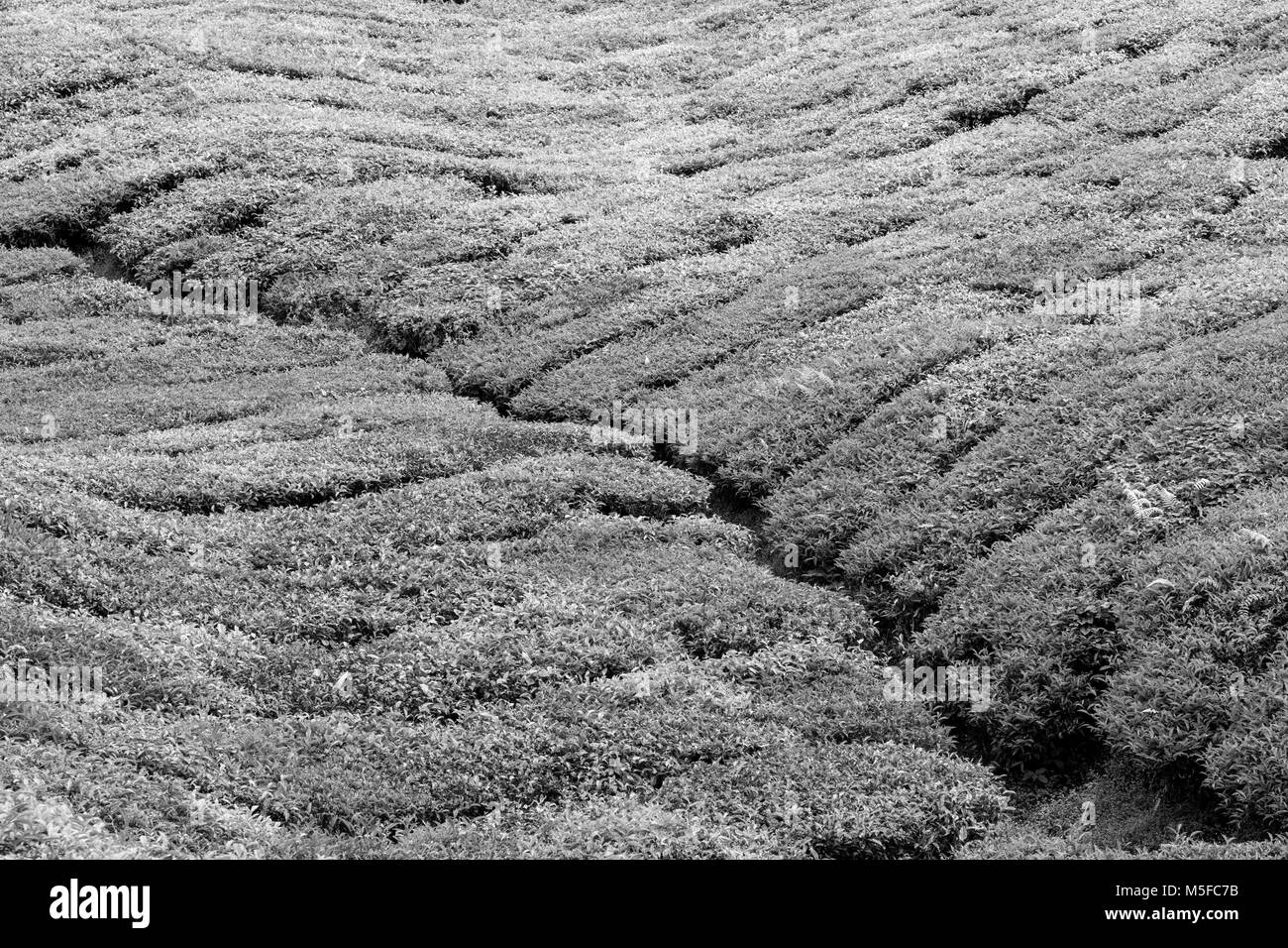 La plantation de thé en Cameron Highlands, Malaisie Banque D'Images