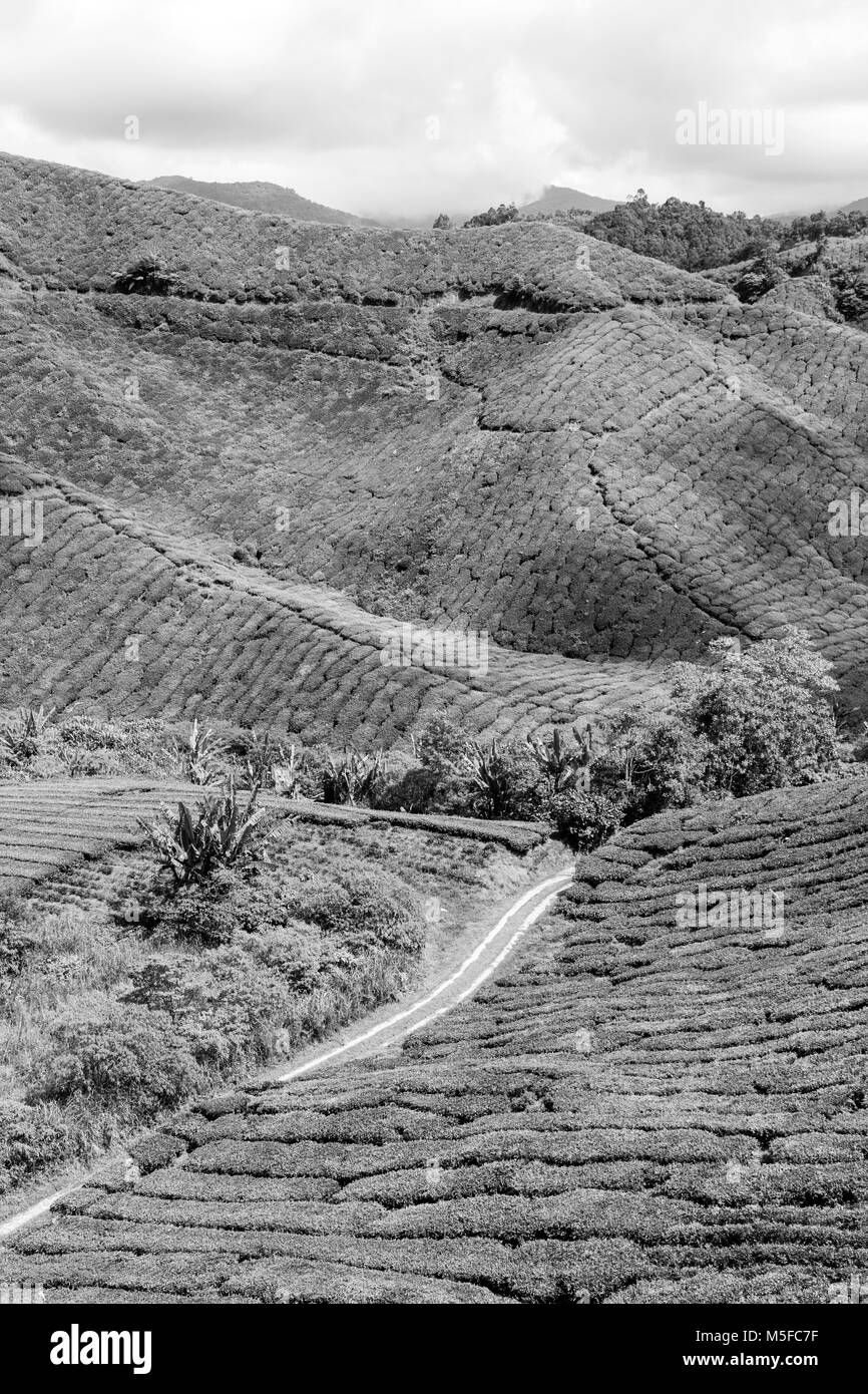 Les plantations de thé vert au Cameroun Highlands en Malaisie Banque D'Images