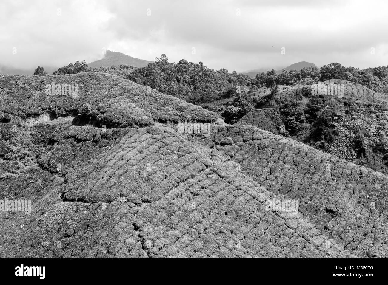 La plantation de thé en Cameron Highlands, Malaisie Banque D'Images