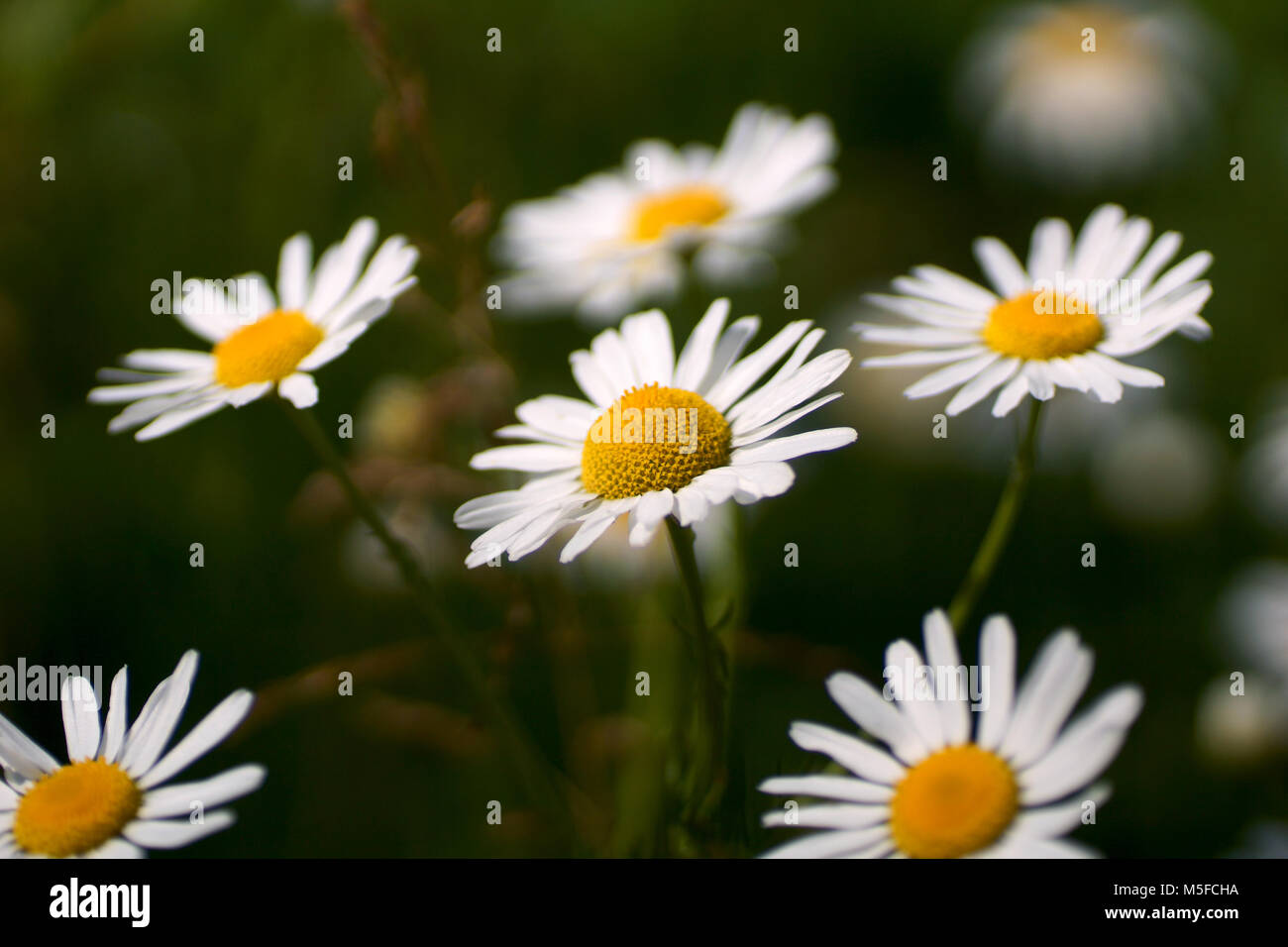 Fleurs et l'herbe éclairées par la lumière du soleil chaud de l'été sur un pré, abstract backgrounds naturel pour votre conception. Meadow camomille (Matricaria chamomilla) Banque D'Images