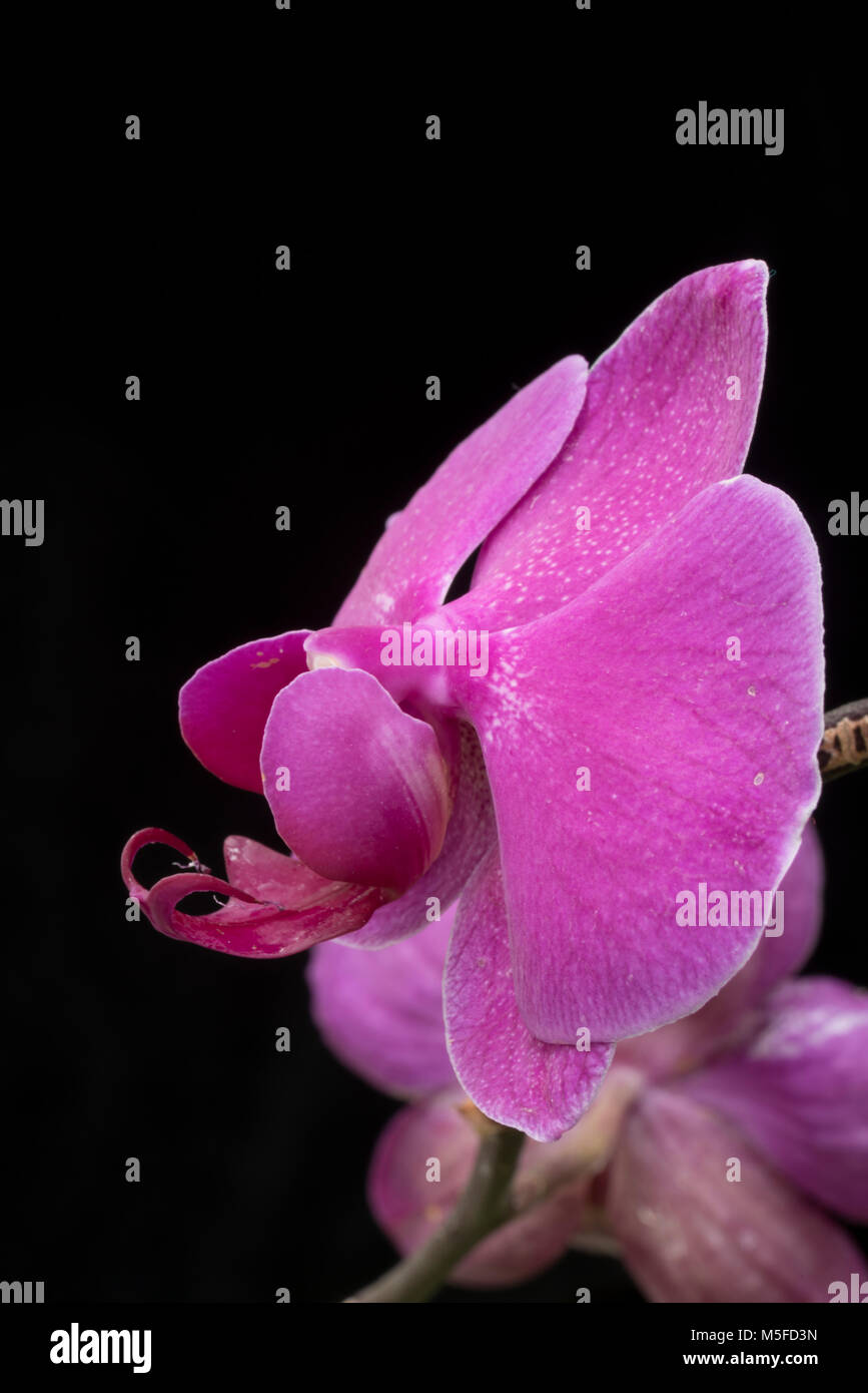 Une belle orchidée rose Vue de côté. Vue latérale d'un rappelle l'éléphant rose comme elle s'impose contre un fond noir en velours. Banque D'Images