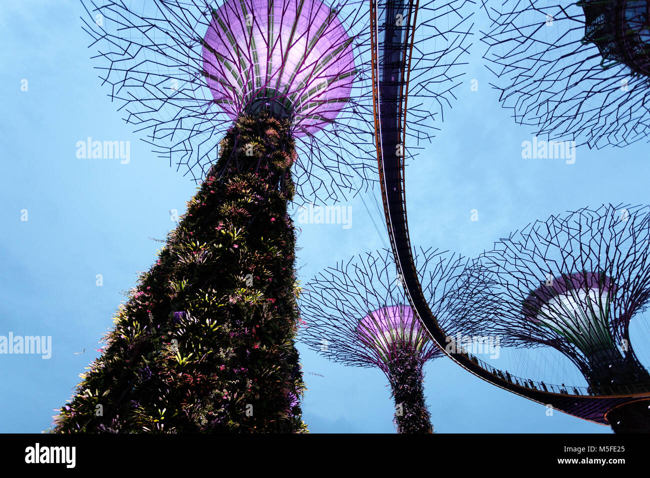 Supertree Grove dans les jardins de la baie de nuit, à Singapour Banque D'Images