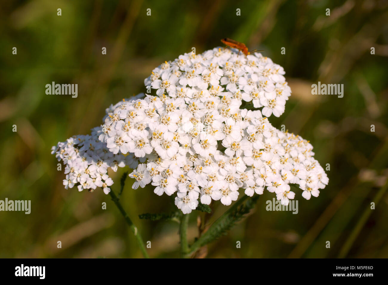 Fleurs de l'Achillea millefolium achillée millefeuille (commune,). Fleurs et l'herbe éclairées par la lumière du soleil chaud de l'été sur un pré, milieux naturels abstrait pour vous Banque D'Images