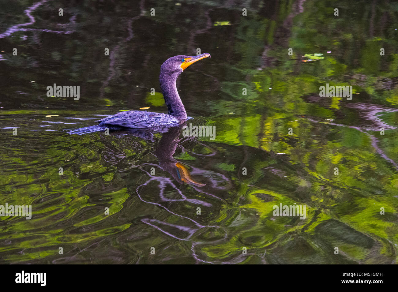 L'eau ridée reflète un cormoran à aigrettes double piscine le long d'un canal dans le sud-ouest de la Floride. Banque D'Images