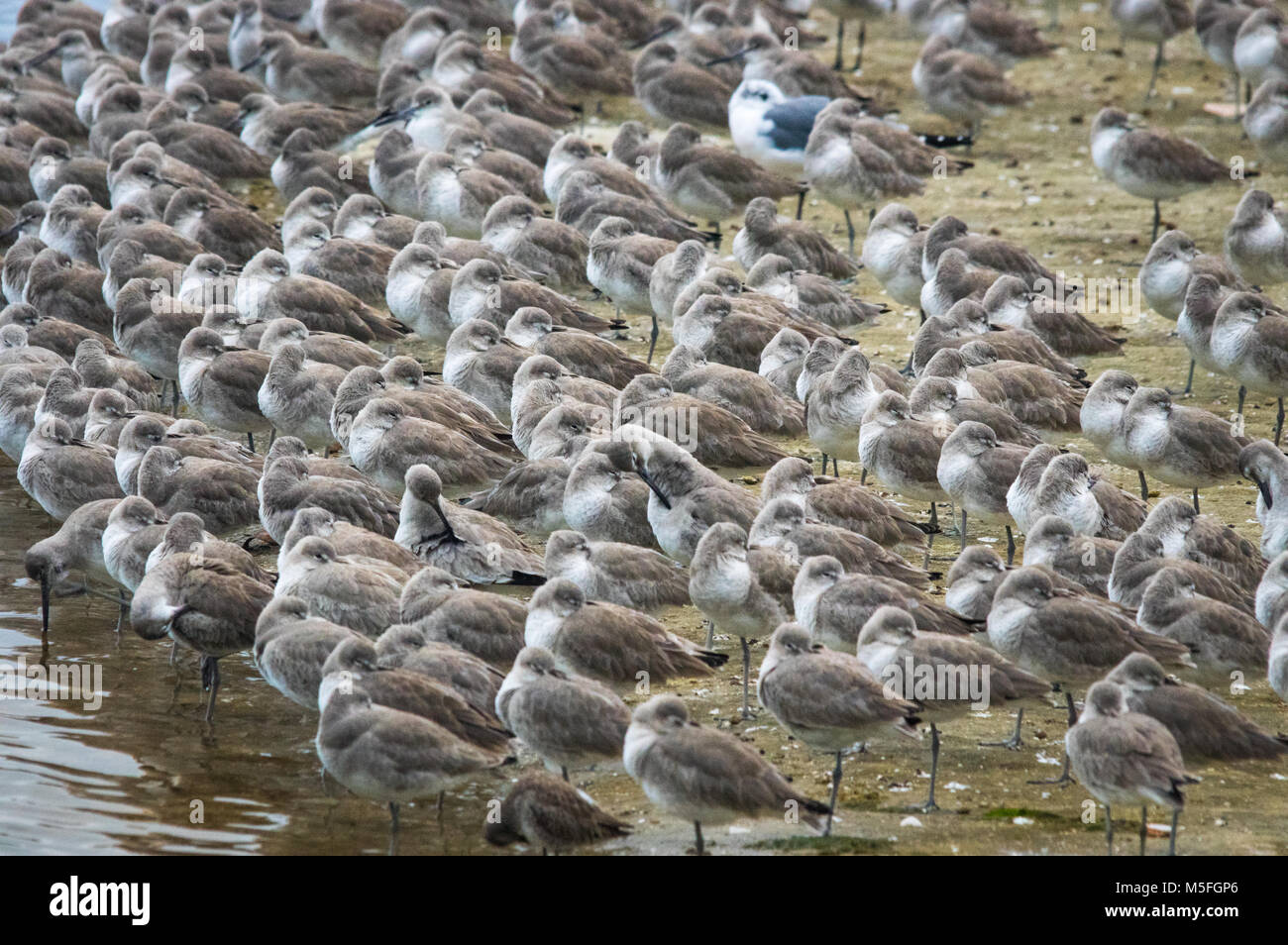 Un grand groupe de willet reste le long de la boue peu profondes des banques. Banque D'Images