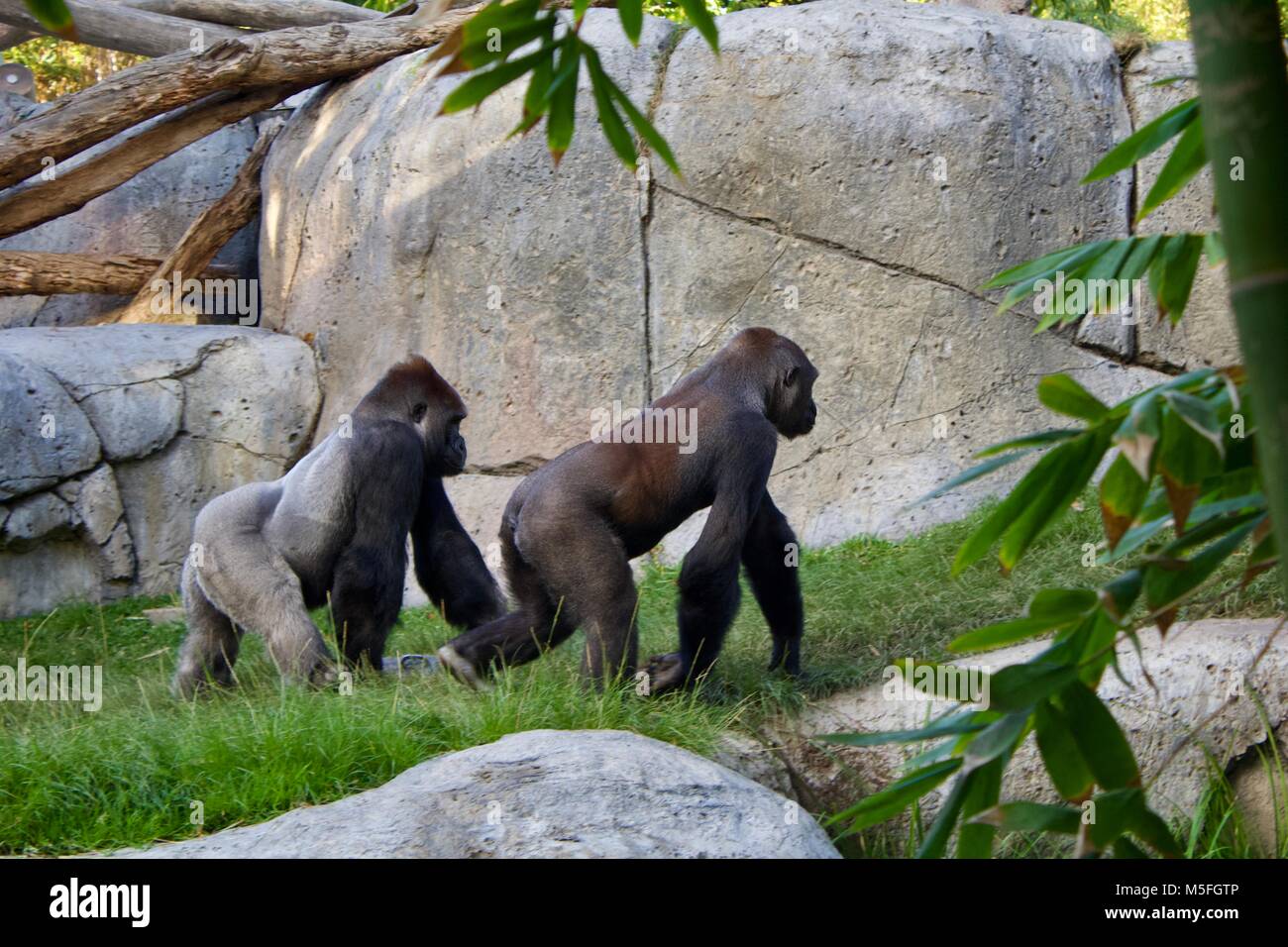 Les gorilles du Zoo de San Diego Banque D'Images