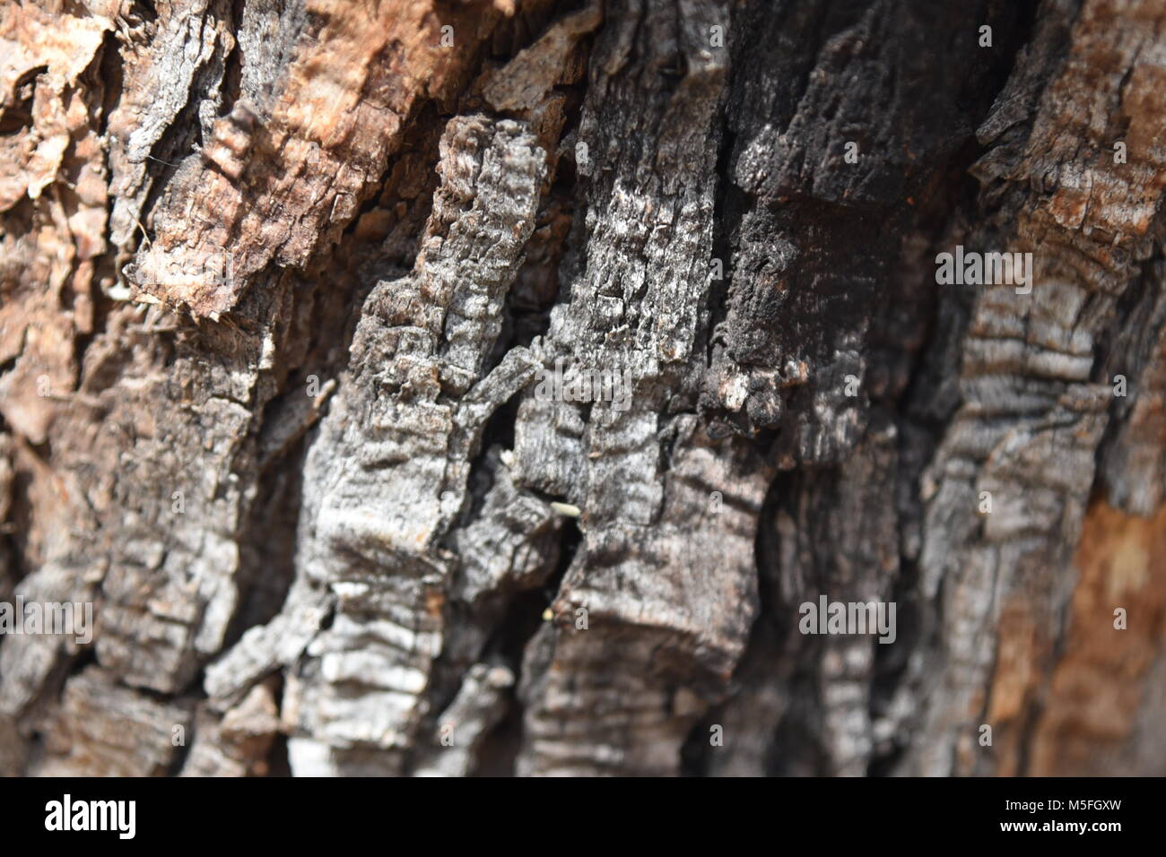 L'écorce des arbres Mesquite closeup Banque D'Images