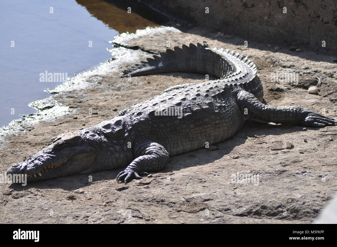 Crocodile, le parc national de Ranthambore, Rajasthan, Inde, Asie Banque D'Images