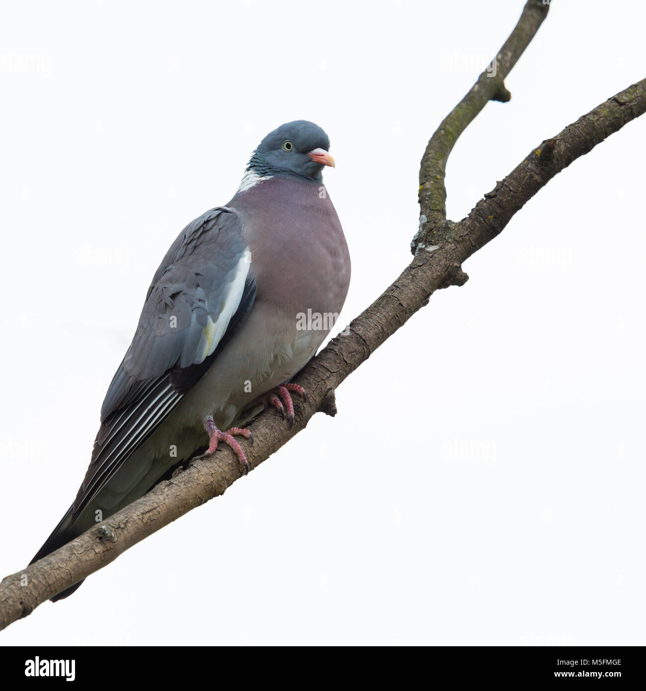 Ramier isolées (Columba palumbus) assis sur fond blanc, de la direction générale Banque D'Images Ramier isolées (Columba palumbus) assis sur fond blanc, de la direction générale Banque D'Images