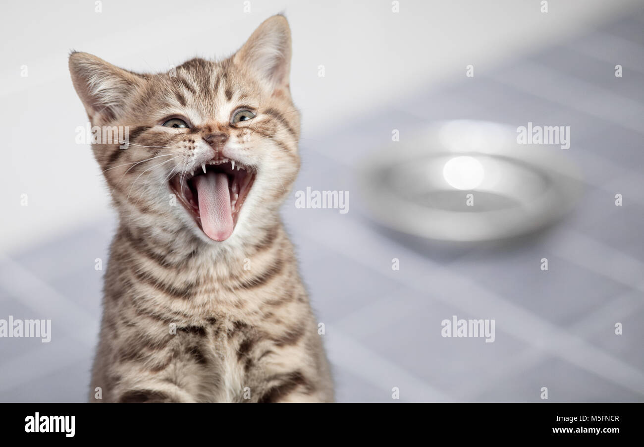 Chat miaulement exigeant de manger assis près de bol vide Banque D'Images